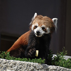 名古屋市東山動植物園 観覧券ペア
